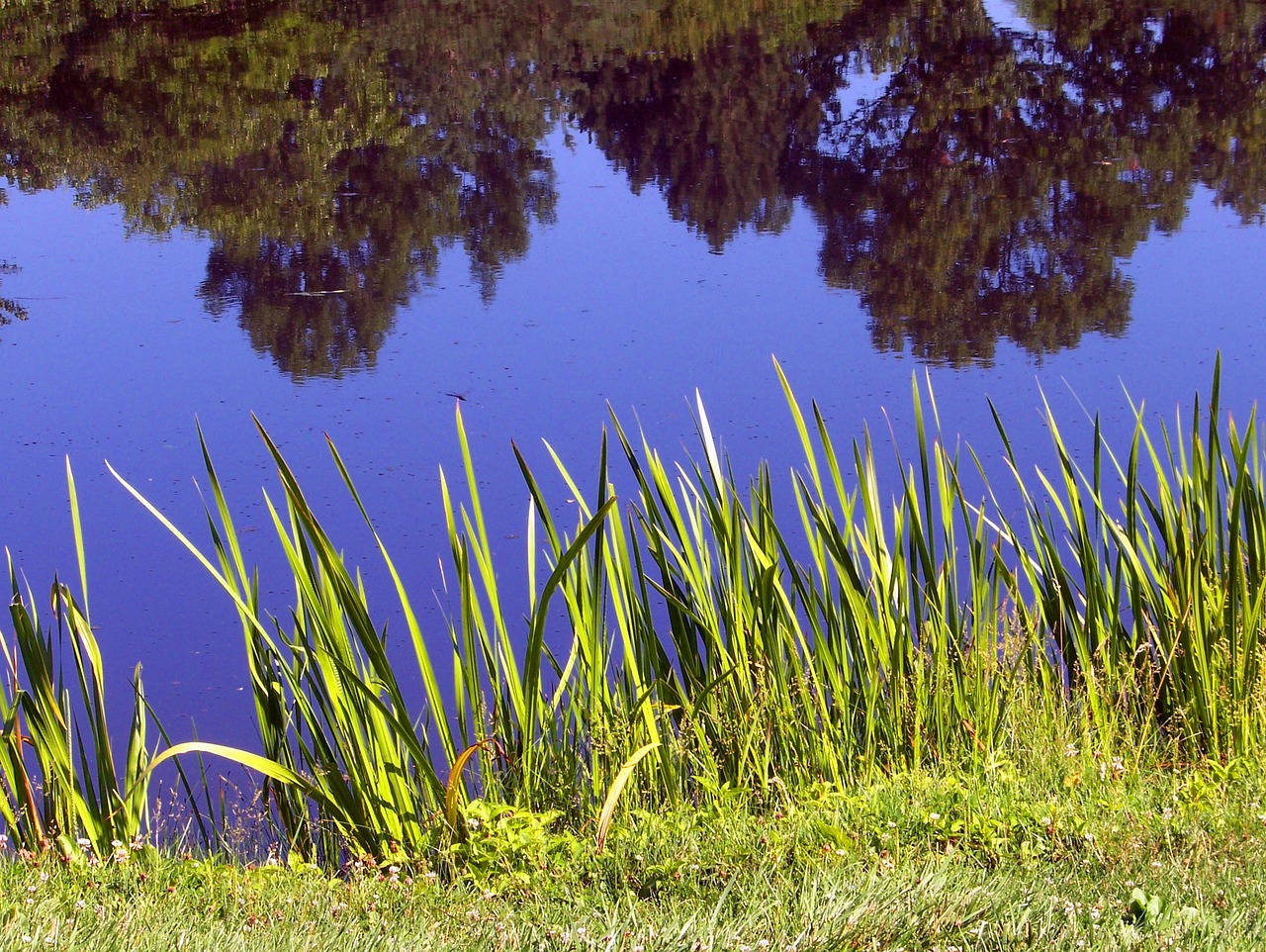 Conserving Freshwater Biodiversity: A Matter of Life and Sustainability
